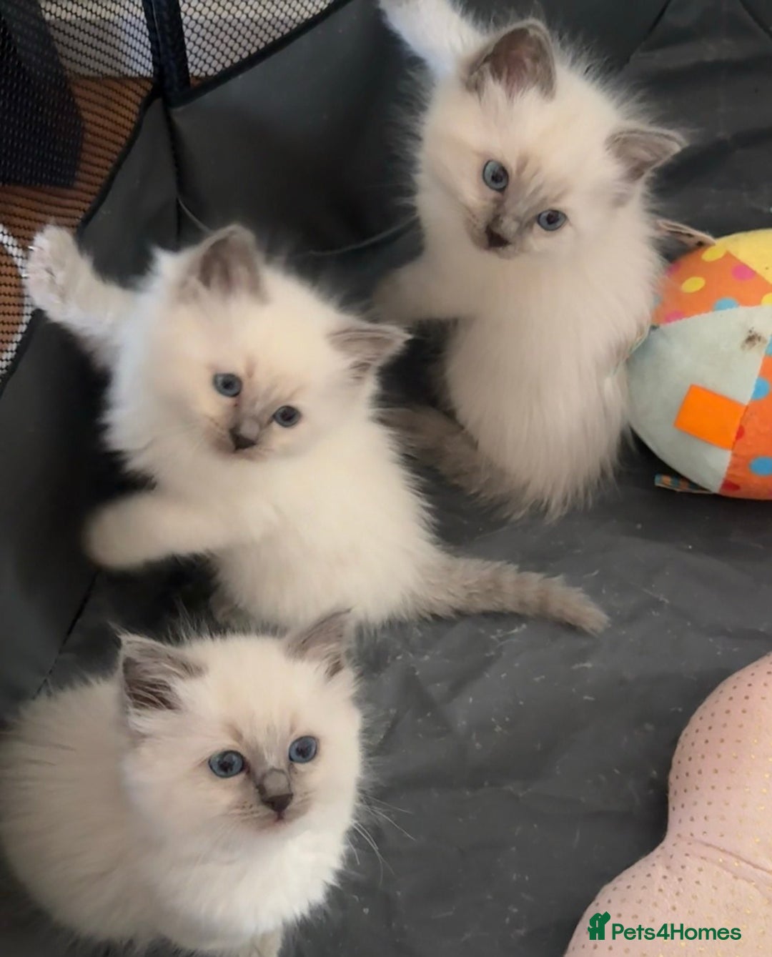 Ragdoll cats for sale: Quality Ragdolls for perfect homes - Image 2