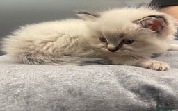 Ragdoll cats for sale: Stunning Pure breed ragdoll kittens  - Advert 7