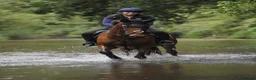 Irish Thoroughbred horses for sale: Ellie - Irish/Thoroughbred Mare in Buxton - Advert 3