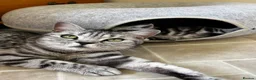 British Shorthair cats for sale: ❤️💙 Gorgeous Pedigree Silver Tabby BSH 💙❤️ - Advert 7