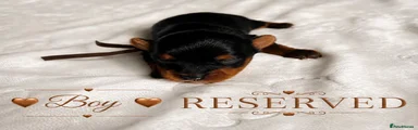Yorkshire Terrier 2