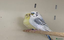 Mixed Breed birds for sale: Hand reared conures and avairy budgies  - Image 6