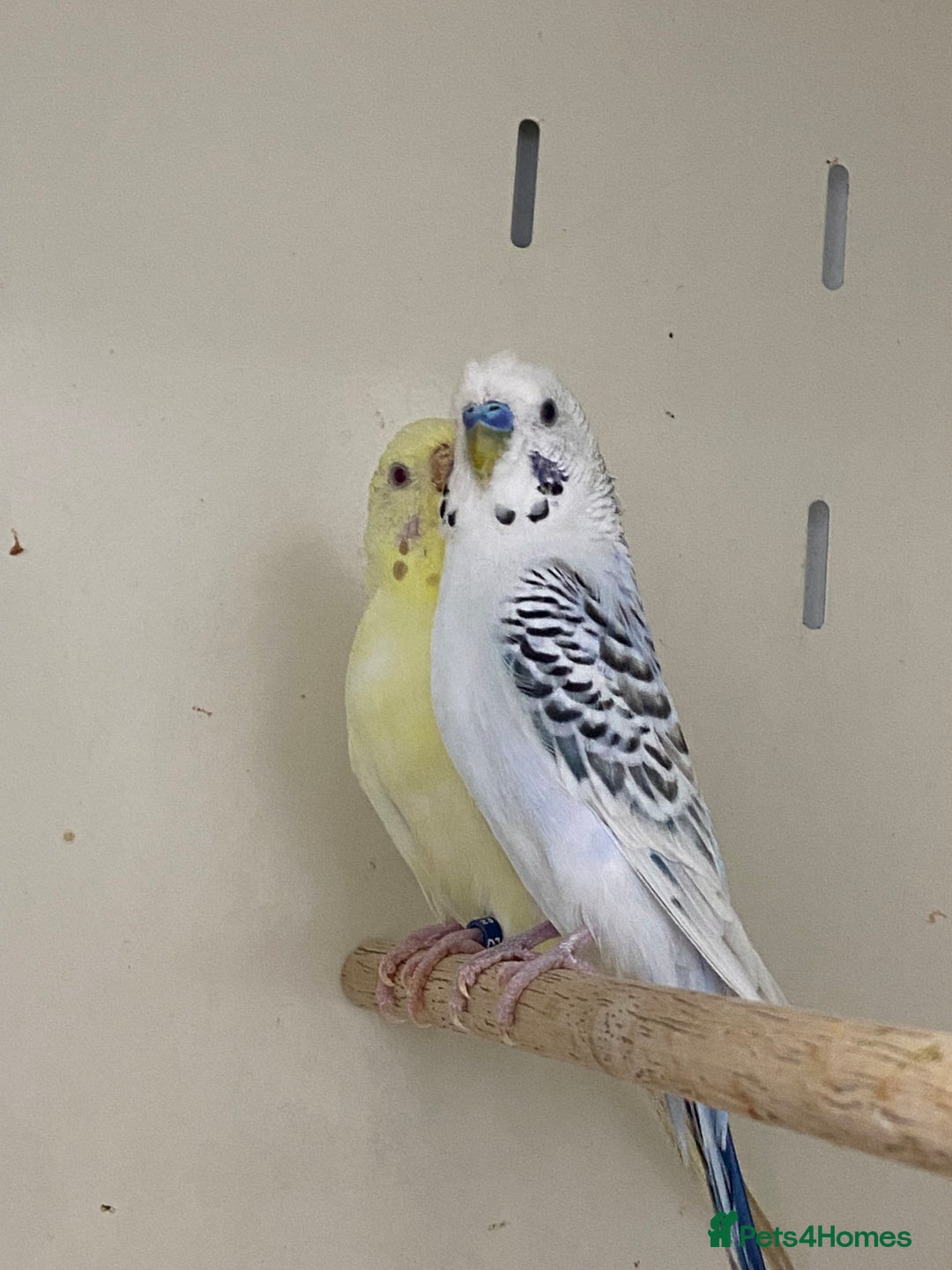 Mixed Breed birds for sale: Hand reared conures and avairy budgies  - Image 6