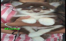 Pomsky dogs for sale: Ready now -Stunning F4 Pomskies, 6kg as adults  - Image 2