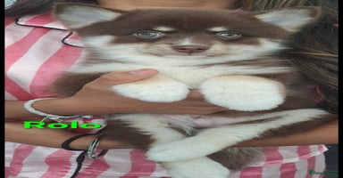 Pomsky dogs - Advert 1