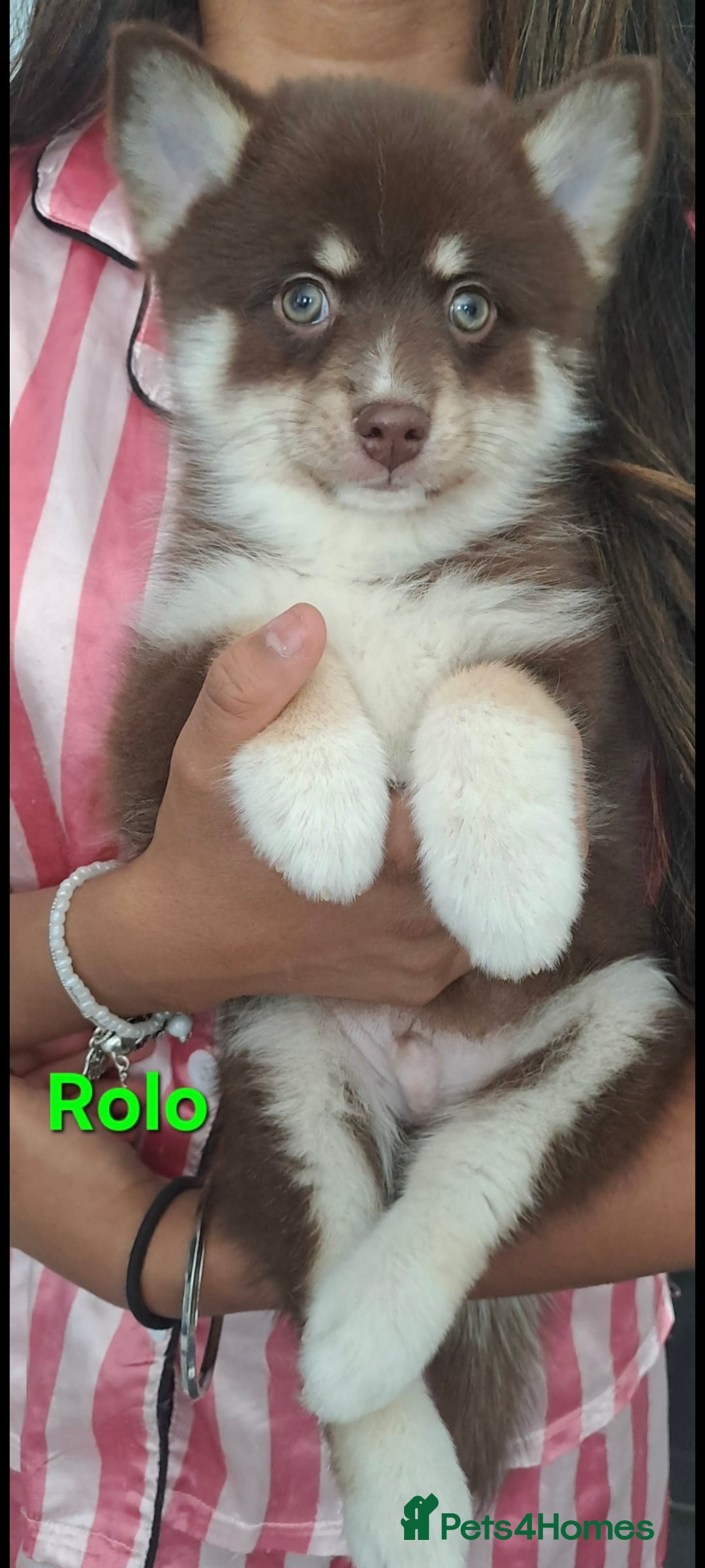 Pomsky dogs for sale: Ready now -Stunning F4 Pomskies, 6kg as adults  - Image 2
