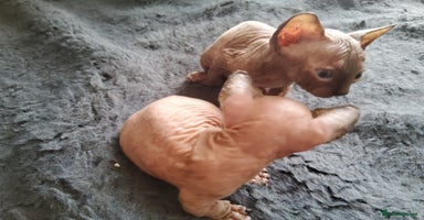 Sphynx cats - Advert 5