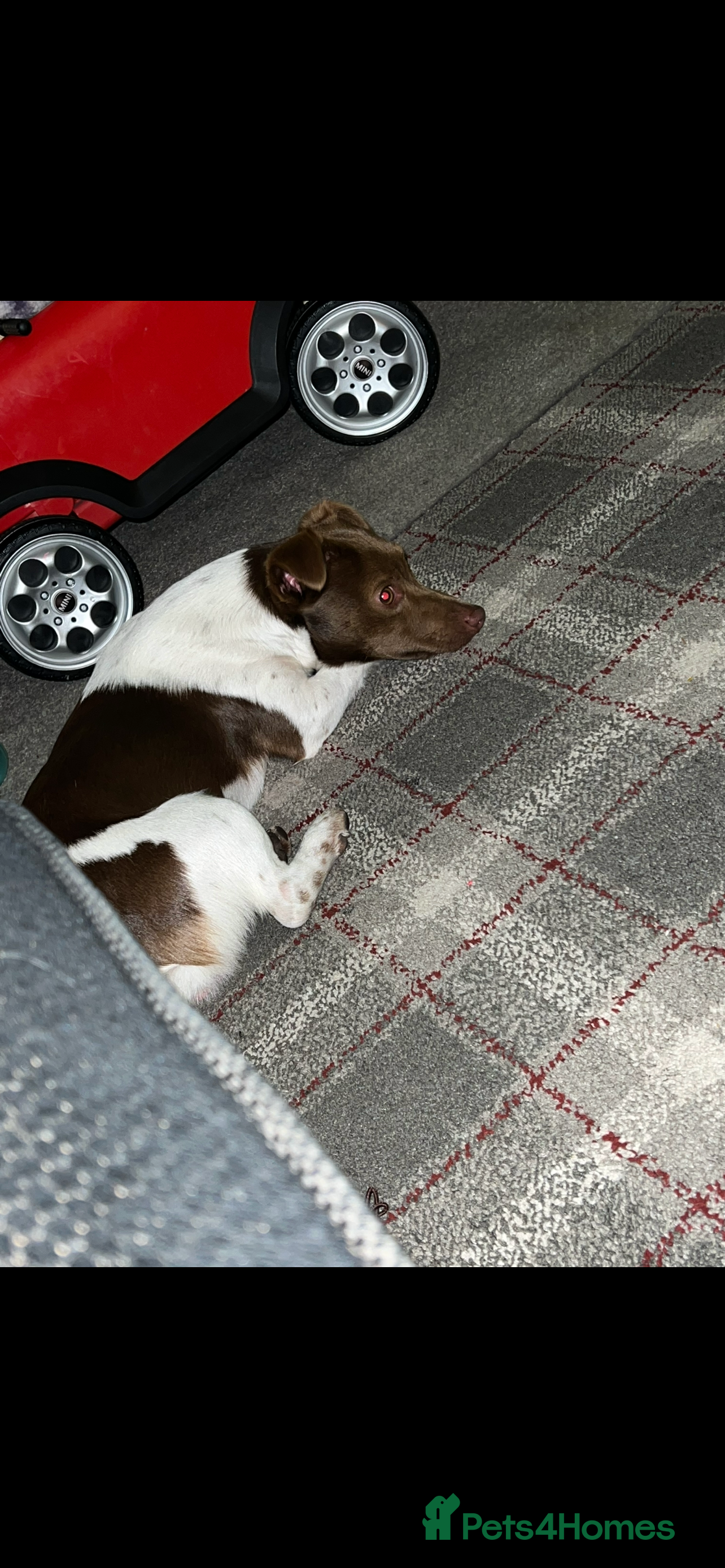 Jack Russell dogs Miniature jack Russell  in Leeds - Advert 9