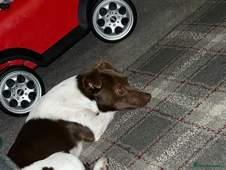 Jack Russell dogs Miniature jack Russell in Leeds - Advert 6