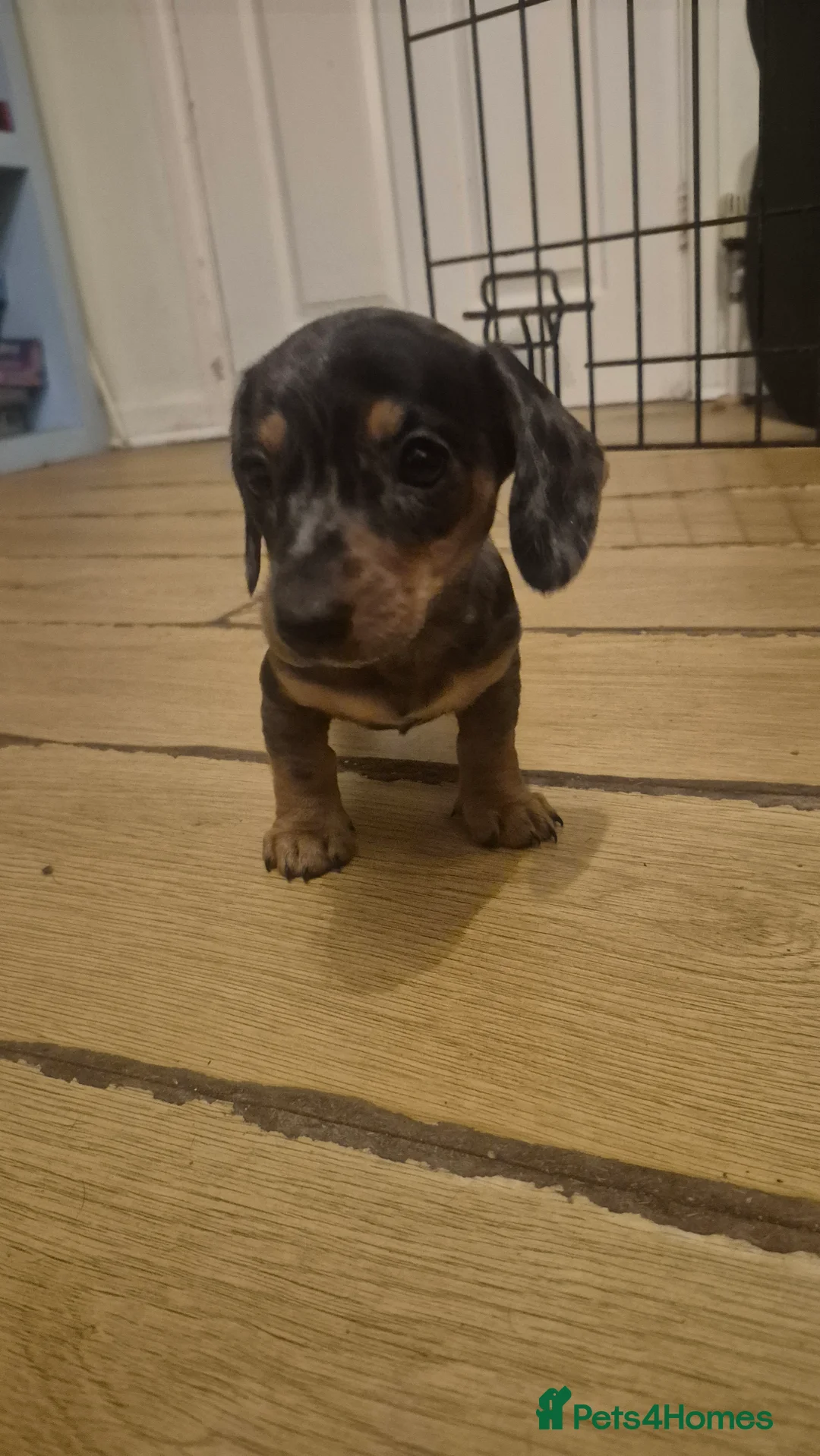 Miniature Dachshund dogs for sale: Silver dapple miniature dachshund puppy - Advert 3
