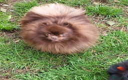 Pomeranian dogs for stud: Chocolate brown teddy faced pom proven stud - Image 4