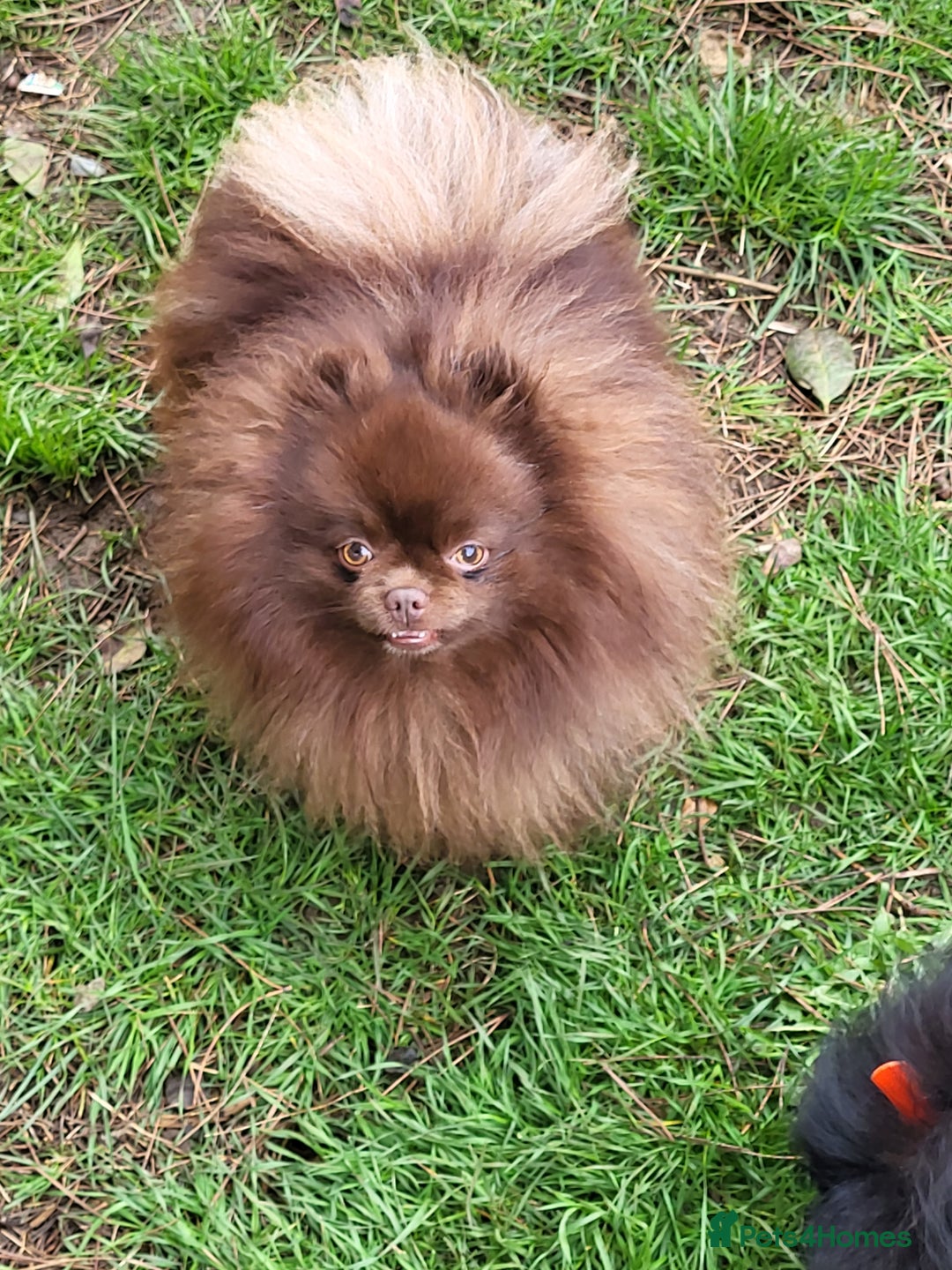 Pomeranian dogs for stud: Chocolate brown teddy faced pom proven stud - Image 4