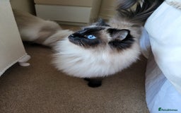 Ragdoll cats for sale: 2x ragdoll boy kittens - Image 3