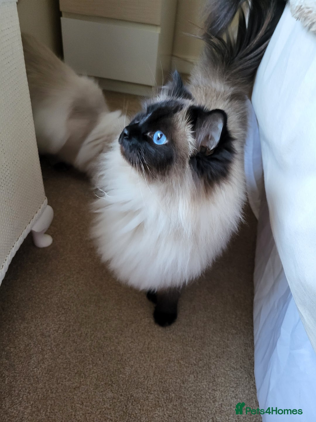 Ragdoll cats for sale: 2x ragdoll boy kittens - Image 3