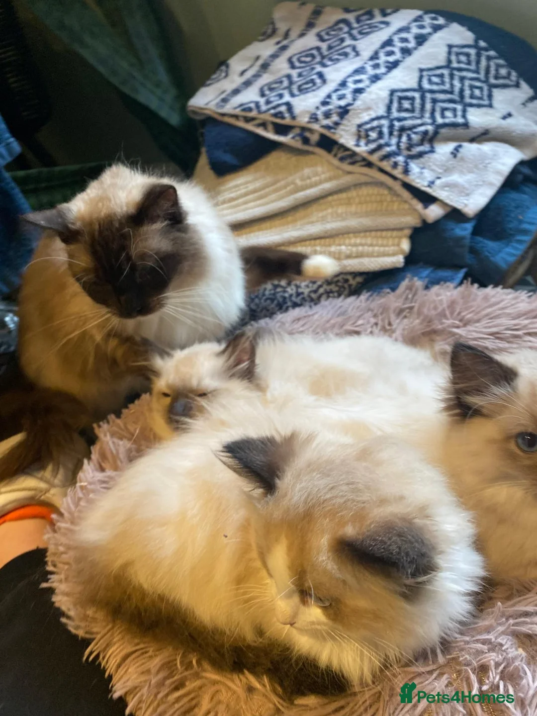 Ragdoll cats for sale: 3x stunning GCCF reg ragdolls remanding.   - Advert 18