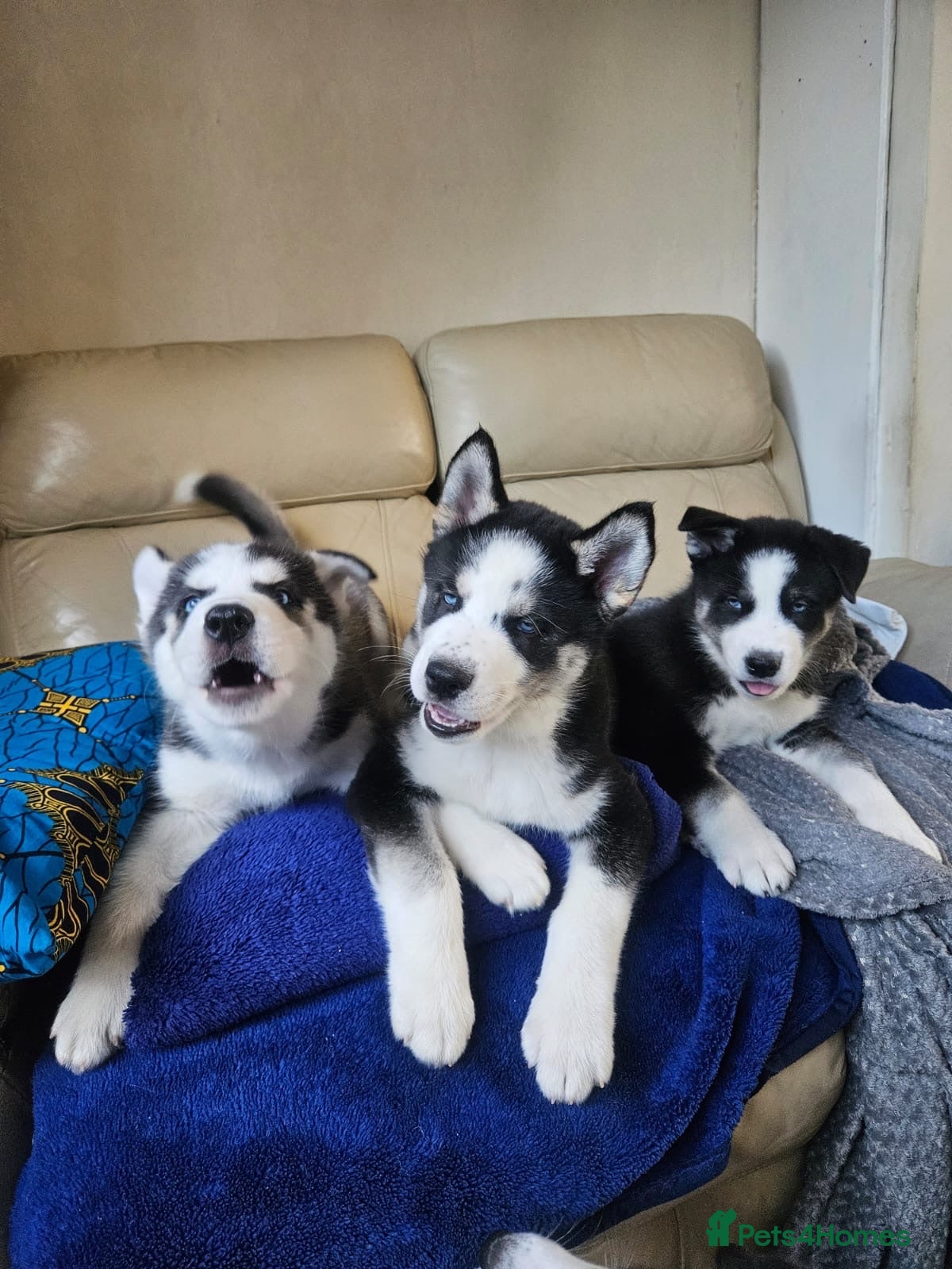 Siberian Husky dogs 2 husky puppies! - Advert 3