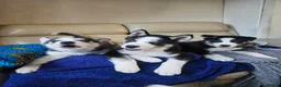 Siberian Husky dogs for sale: 3 husky puppies! in Stevenage - Advert 7