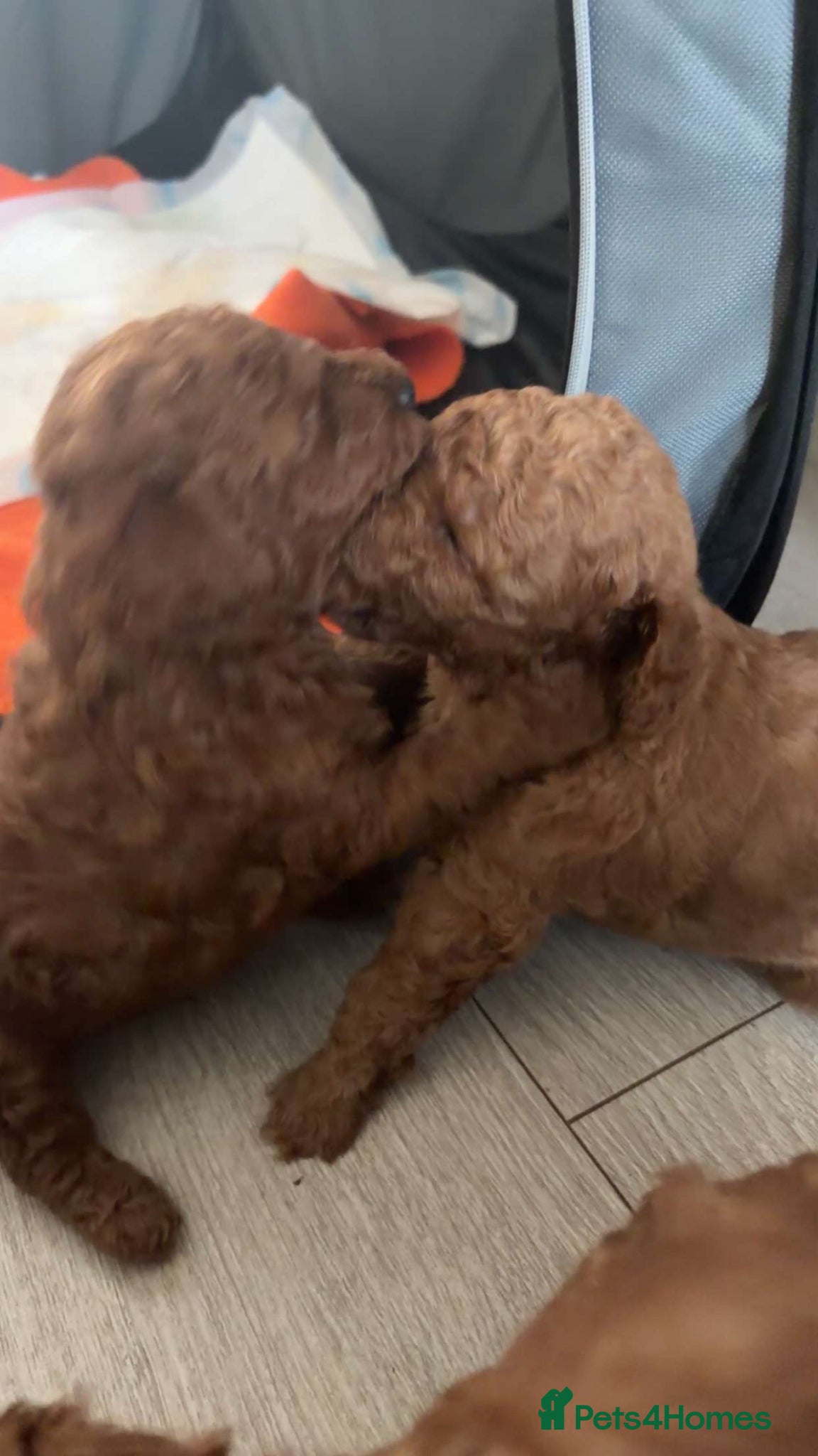 Toy Poodle dogs for sale: KC REGISTERED toy poodle puppies - Advert 11