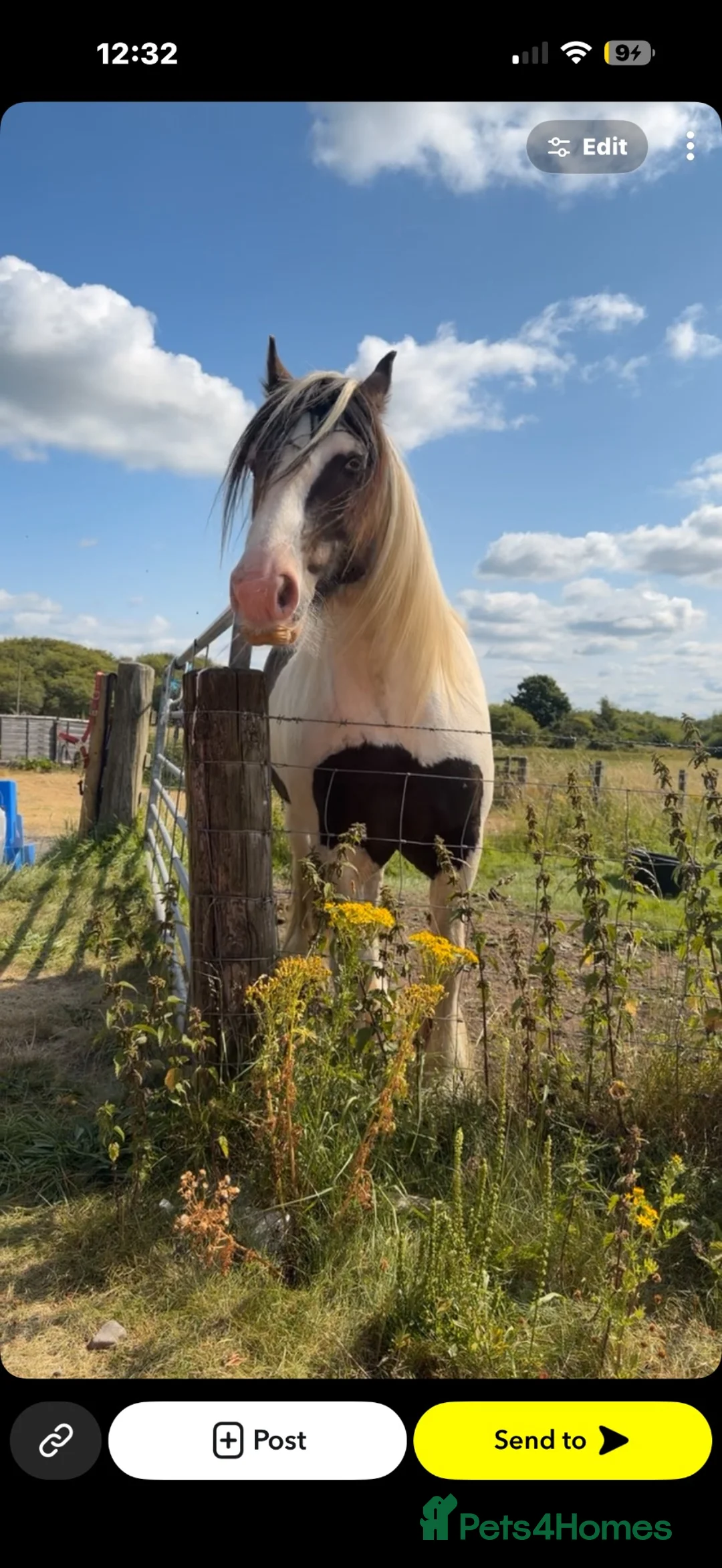 Irish Cob horses for sale: Gypsy cob - Advert 4