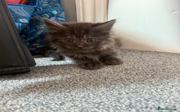 Maine Coon cats for sale: Mixed mainecoons kittens  - Image 3