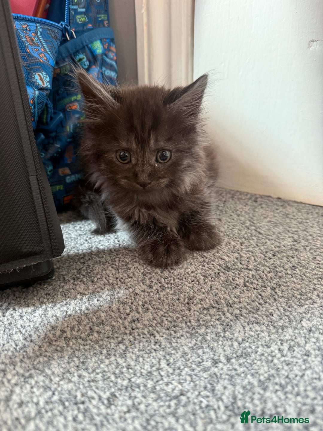 Maine Coon cats for sale: Mixed mainecoons kittens  - Image 3