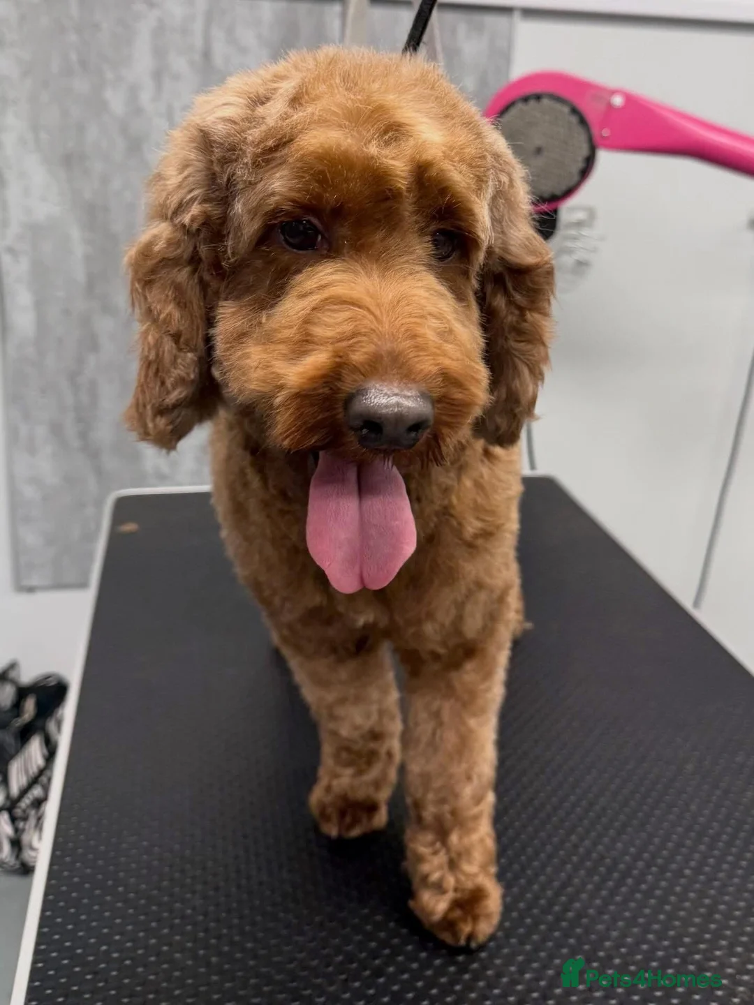 Irish Doodle dogs for sale: Irish doodle girl  - Advert 5