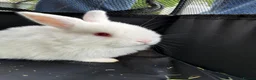 Mini Lop rabbits for sale: 🐰 Pure Bred Mini Lop Bunnies 🐰 - Advert 29