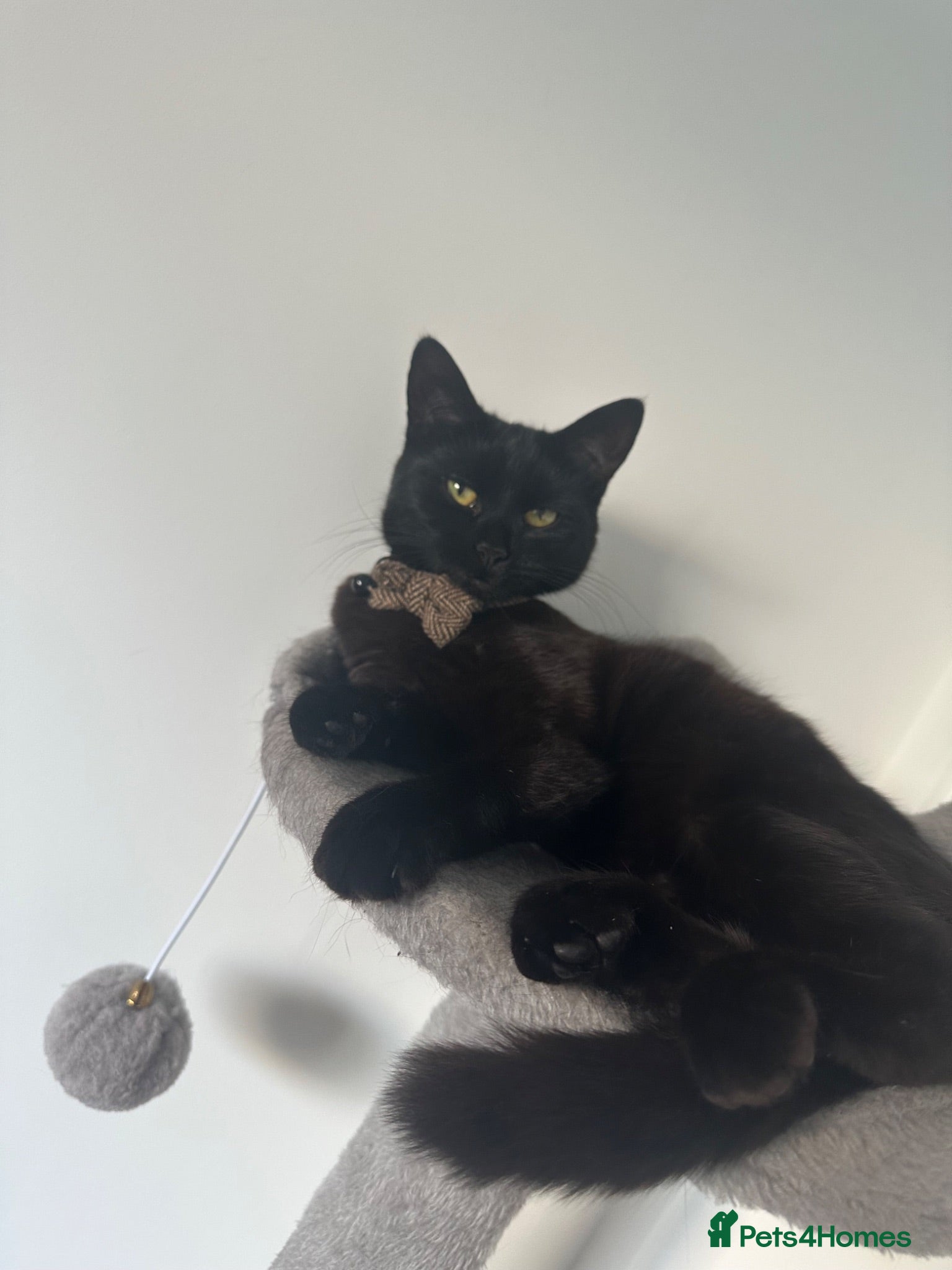 Mixed Breed cats  Beautiful 10-Month-Old Black Cat  - Advert 8
