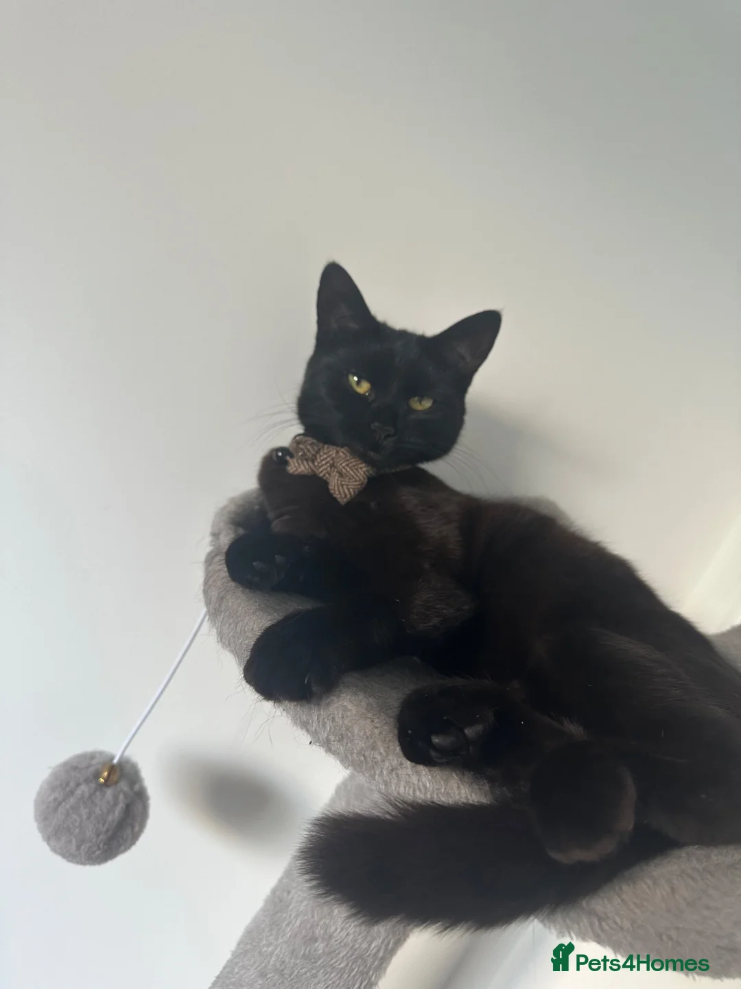 Mixed Breed cats for sale:  Beautiful 10-Month-Old Black Cat  - Advert 1