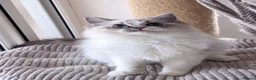 Ragdoll cats for sale: Tica Champion line gorgeous lynx bicolour kittens in Uxbridge - Advert 5