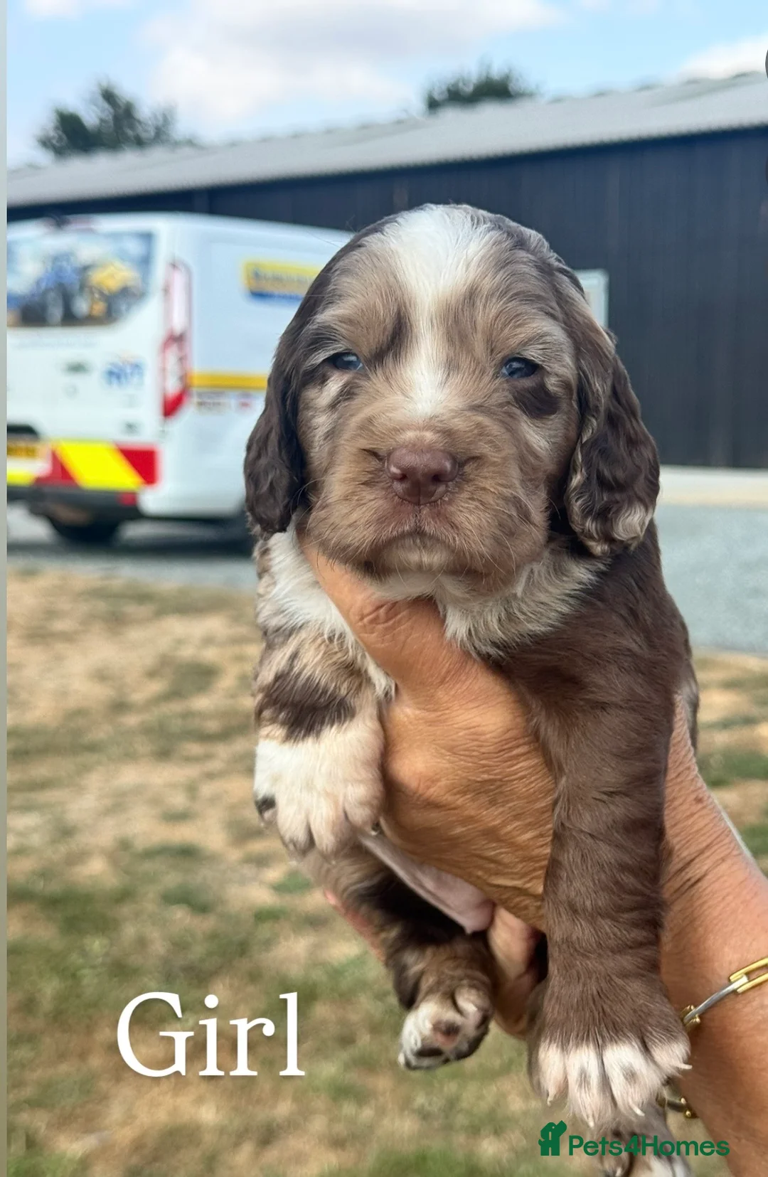 Cocker Spaniel dogs for sale: Working Cocker Spaniel in Saffron Walden - Advert 1