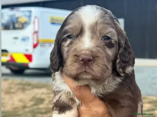 Cocker Spaniel dogs Working Cocker Spaniel - Advert 1