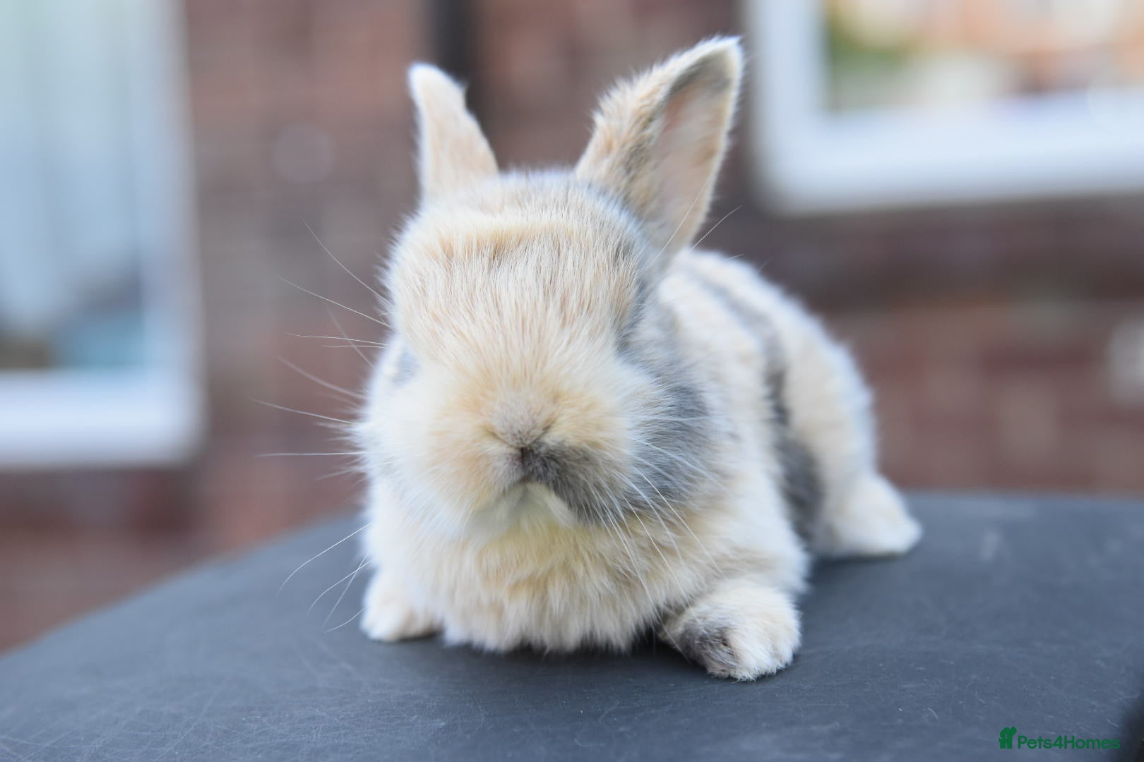 Lionhead rabbits for sale: Baby Lionhead x Lops Looking For New Home - Advert 7