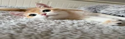 British Shorthair cats for sale: 🧡 Exceptional golden British shorthair kittens 🧡 - Advert 1