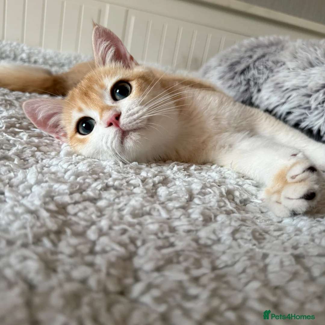 British Shorthair cats for sale: 🧡 Exceptional golden British shorthair kittens 🧡 - Advert 1