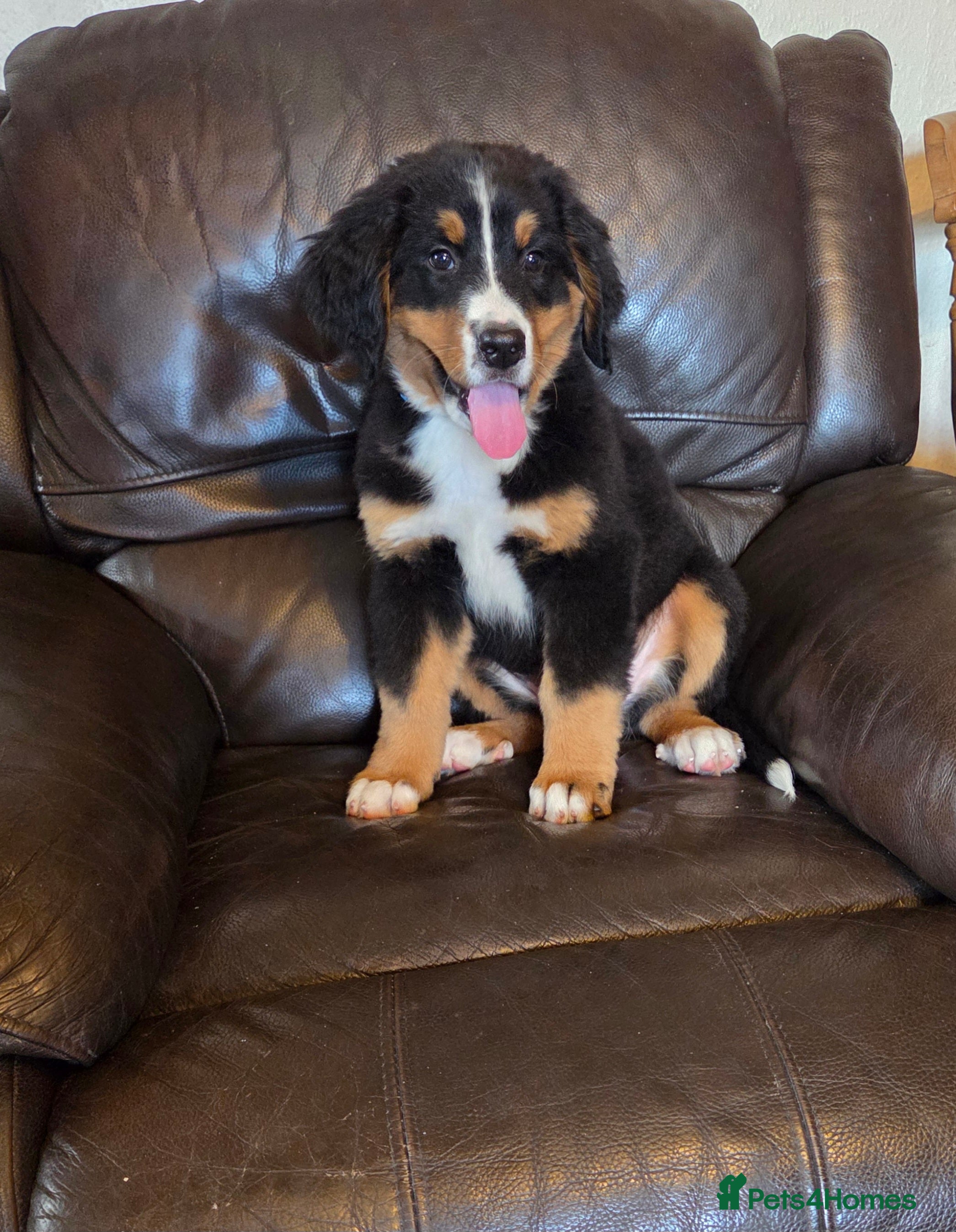 Bernese Mountain Dog dogs Gorgeous Bernese Mountain Dog Puppies  - Advert 2