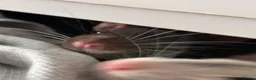 Rat rodents for sale: Two male rats for sale in Honiton - Advert 5