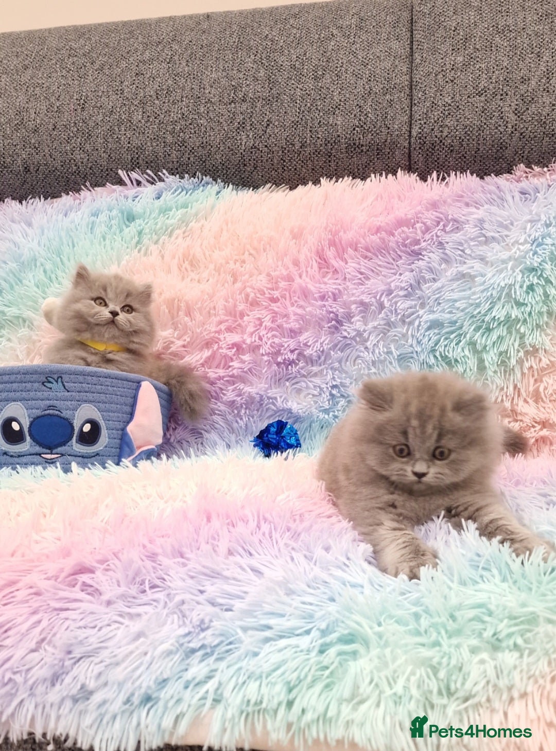 British Shorthair cats for sale: 💙British Shorthair and Long.. Blue kittens ❤️💛💚 - Image 8