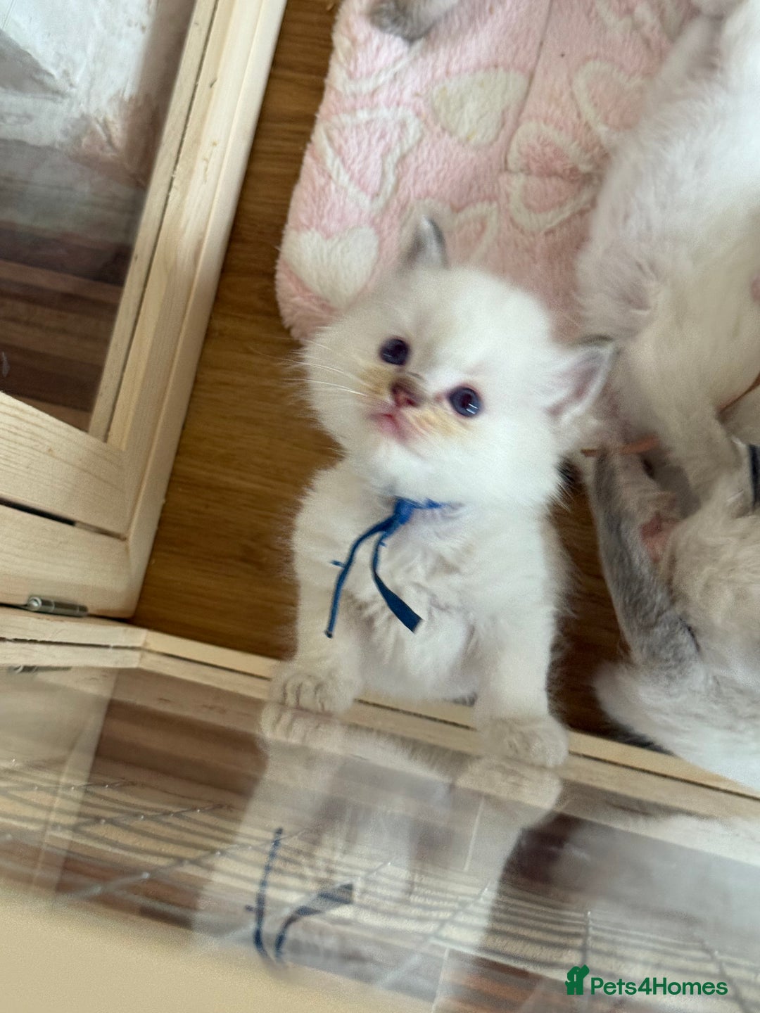 Ragdoll cats for sale: Gccf registered ragdoll kittens  - Image 9