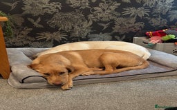 Labrador Retriever dogs for sale: Red fox Labrador & yellow lab  in Gainsborough - Image 7