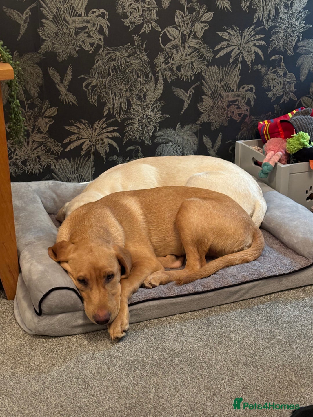 Labrador Retriever dogs for sale: Red fox Labrador & yellow lab  in Gainsborough - Image 7
