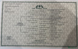 Golden Retriever dogs for sale: ✨ Golden Retriever Puppies Due 1st December ✨ - Image 5