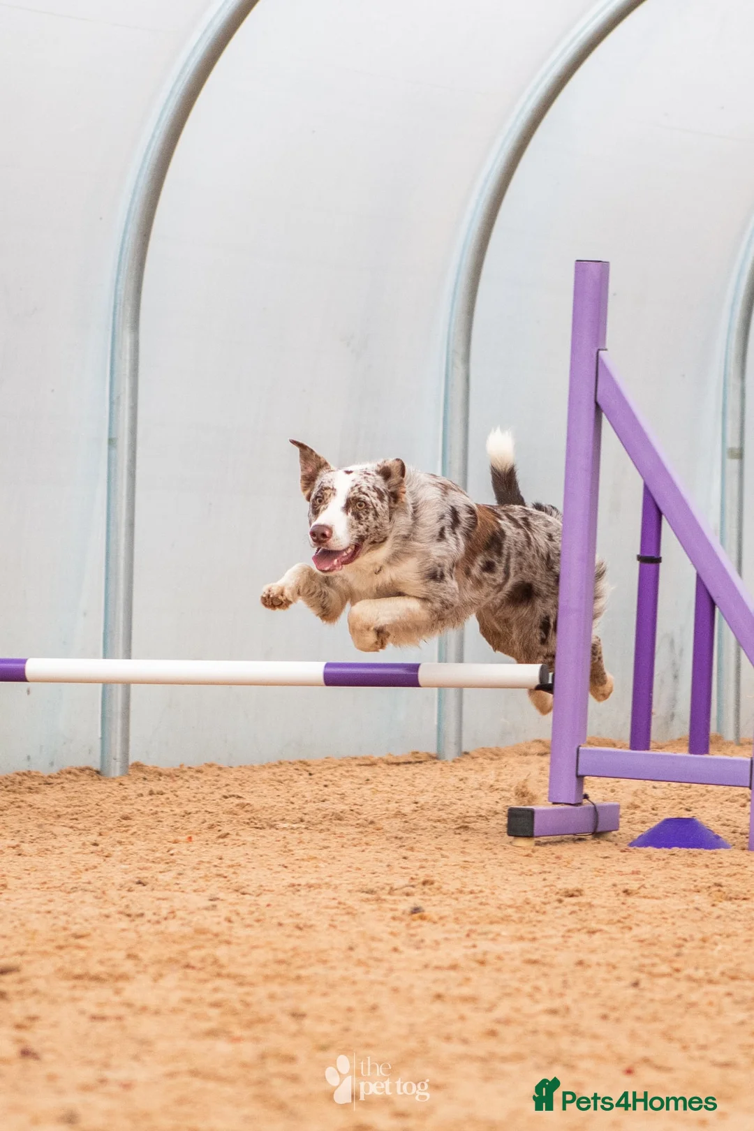 Border Collie dogs for stud: ISDS/KC duel reg Health tested for stud  - Advert 9