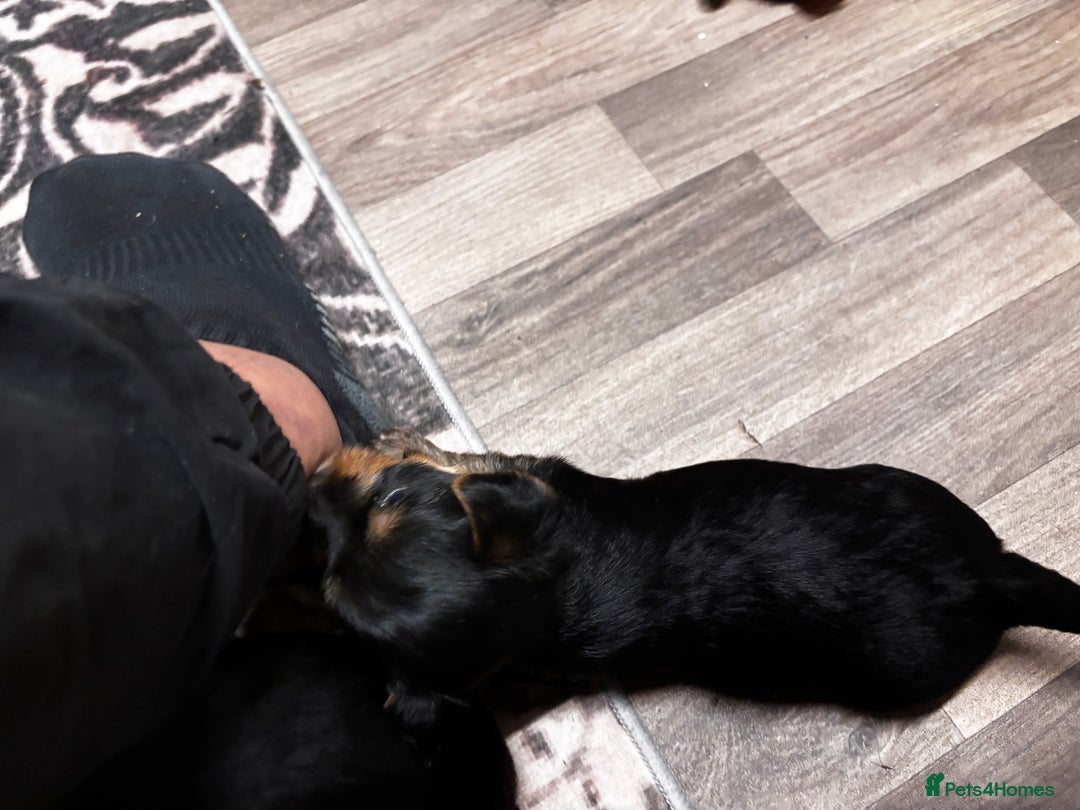 Yorkshire Terrier dogs for sale: Puppy🐶 - Advert 13