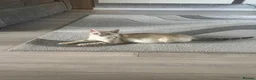 Bengal cats for sale: 🐆✨Outstanding TICA Registered Bengal cubs  ✨🐆 - Advert 14