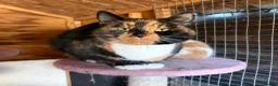Domestic Shorthair cats for sale: Domestic shorthair kittens - Advert 4
