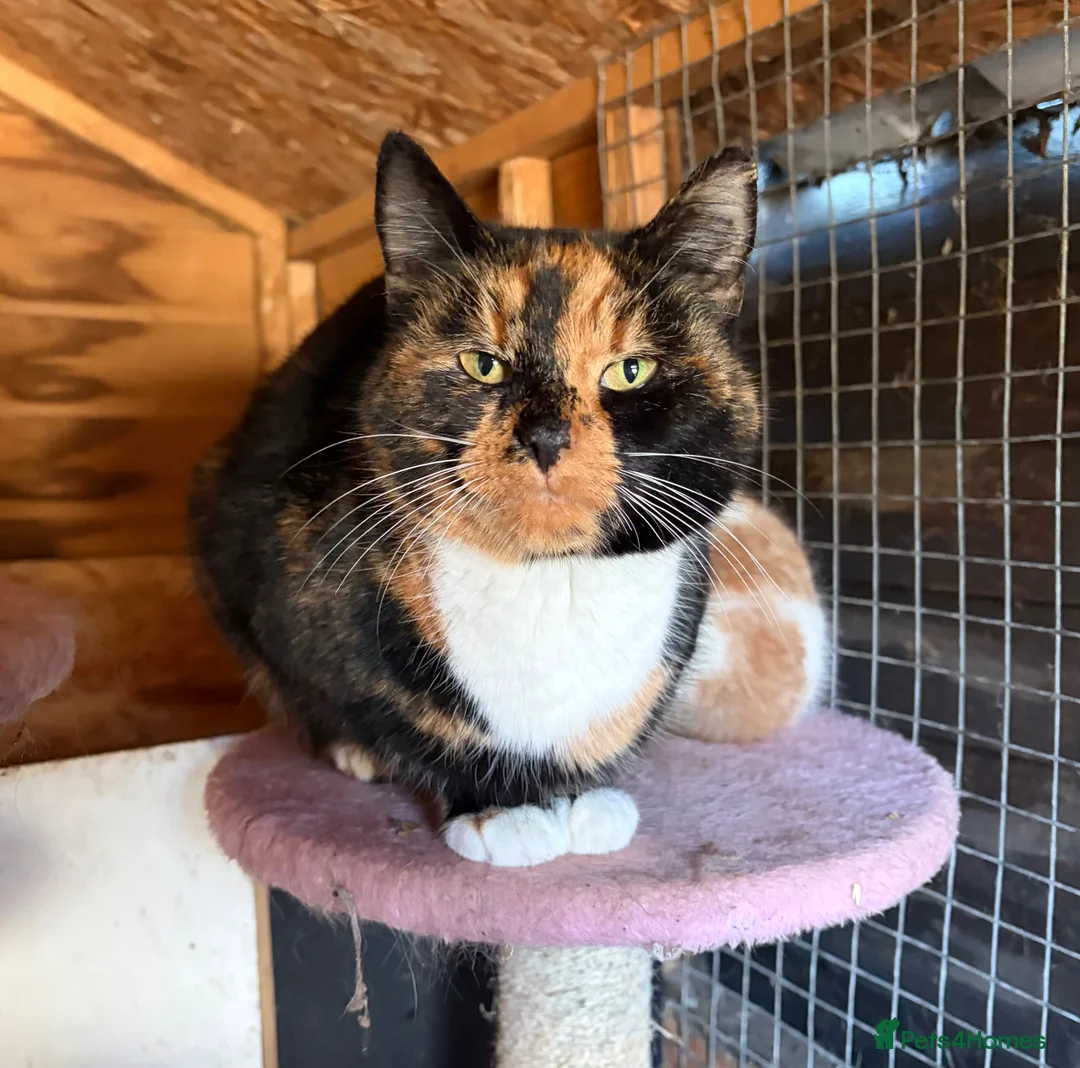 Domestic Shorthair cats for sale: Domestic shorthair kittens - Advert 4