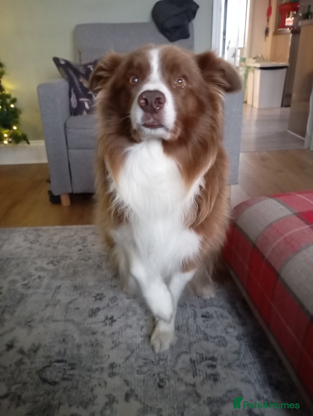 Border Collie dogs for sale: Stunning border collie babies - Advert 6