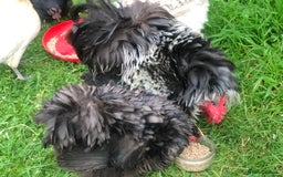 Chickens poultry for sale: Pair of pure pekin bantams - Image 4