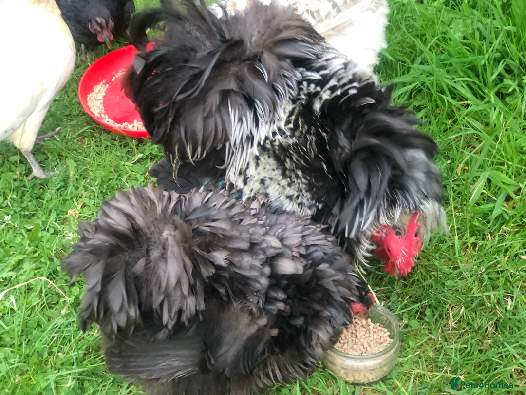 Chickens poultry for sale: Pair of pure pekin bantams - Image 4